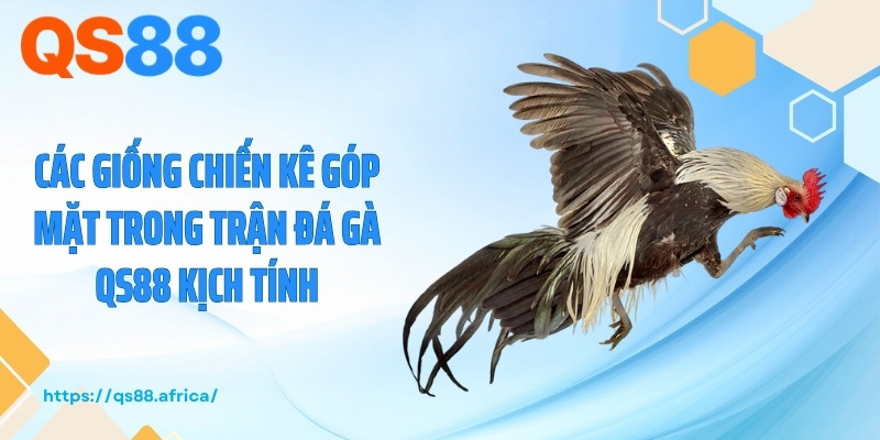 Các giống chiến kê góp mặt trong trận đá gà QS88 kịch tính