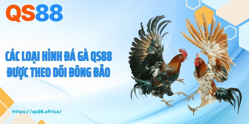 Các loại hình đá gà QS88 được theo dõi đông đảo